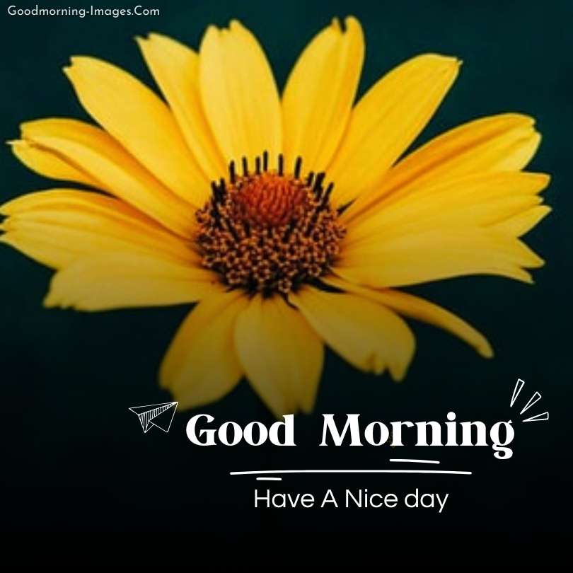 Good Morning Flowers HD Images