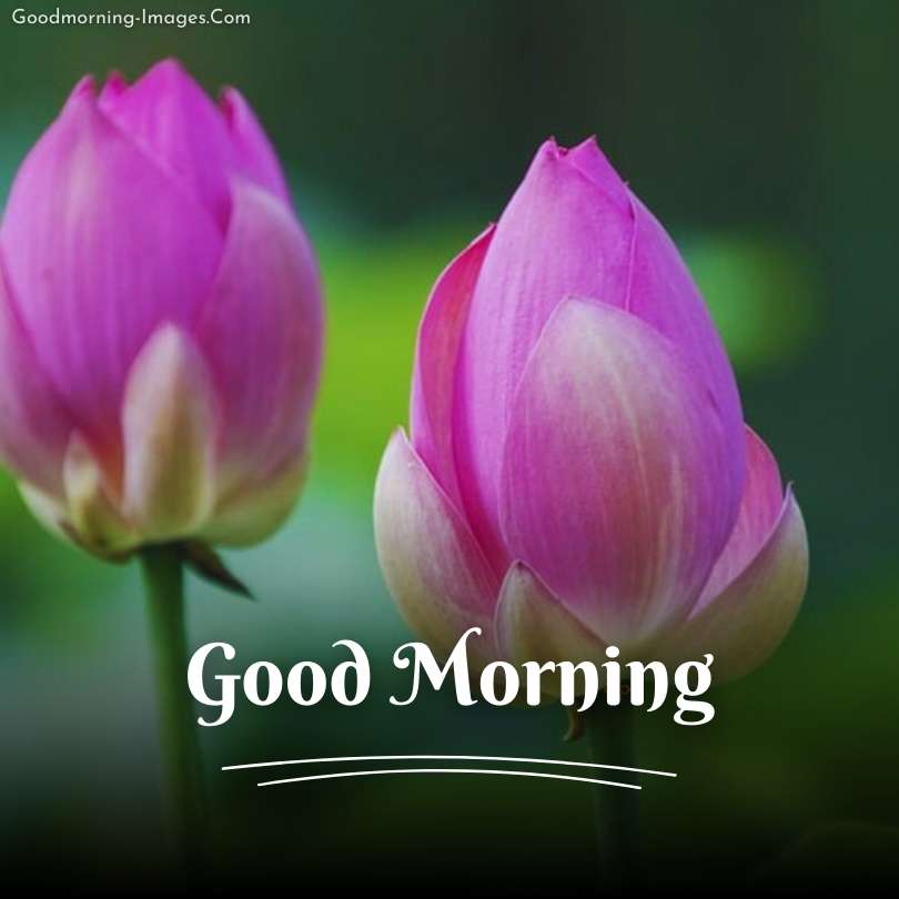 Good Morning lotus Flower Images
