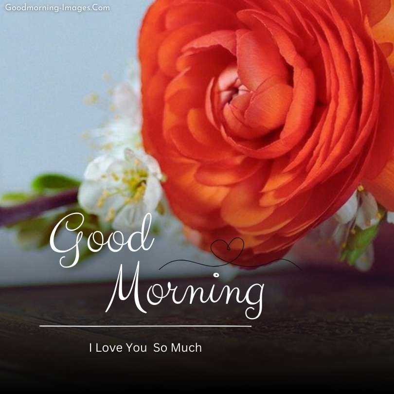 Good Morning My Love Rose Images