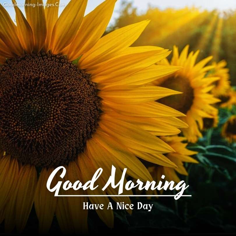HD Morning flowers wishes Images
