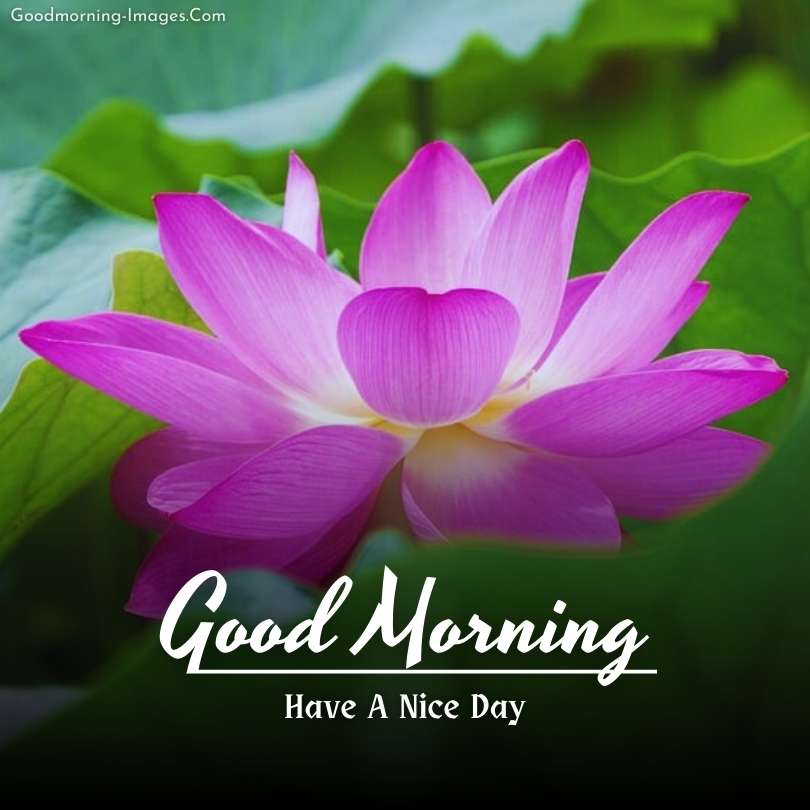 HD Morning flowers wishes Images