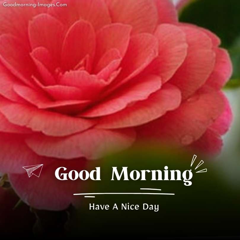 Beautiful Good Morning rose Images