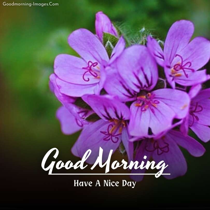 Beautiful Good Morning wishes Images