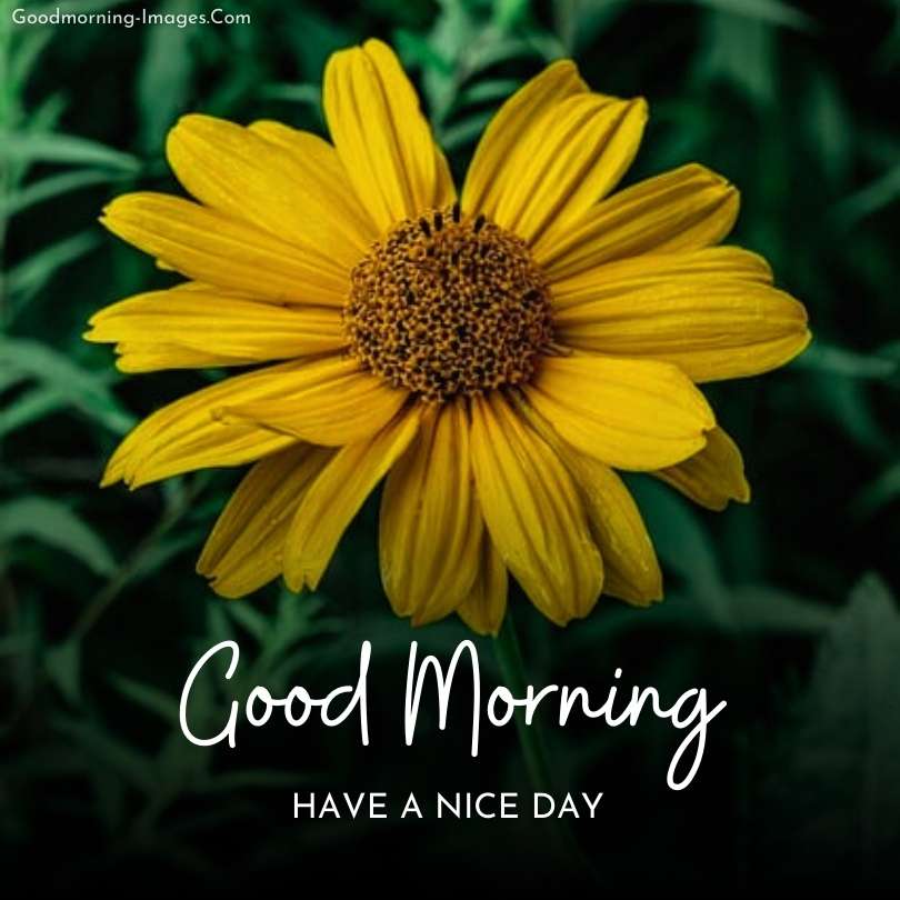 Beautiful sunflower Good Morning Images